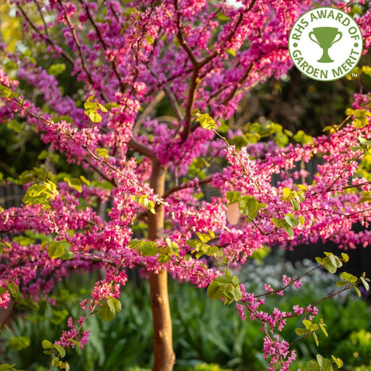 Cercis canadensis Forest Pansy tree