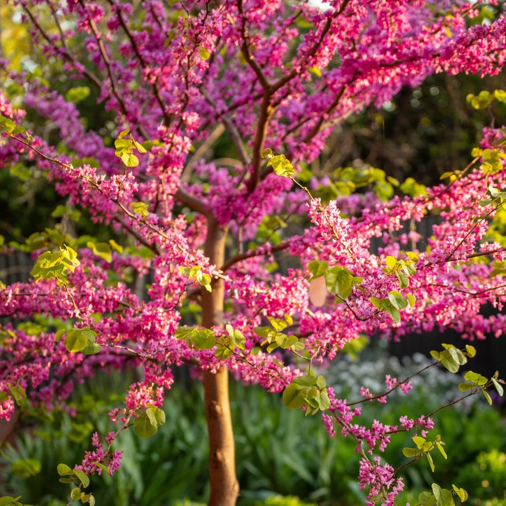 Cercis canadensis Forest Pansy tree