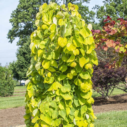 Cercis canadensis Golden Falls tree