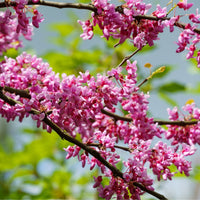 Cercis Canadensis Redbud