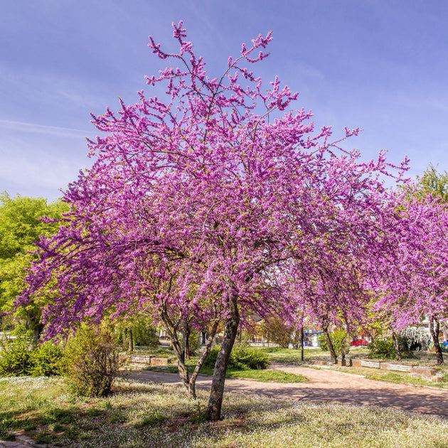 Cercis Canadensis Tree