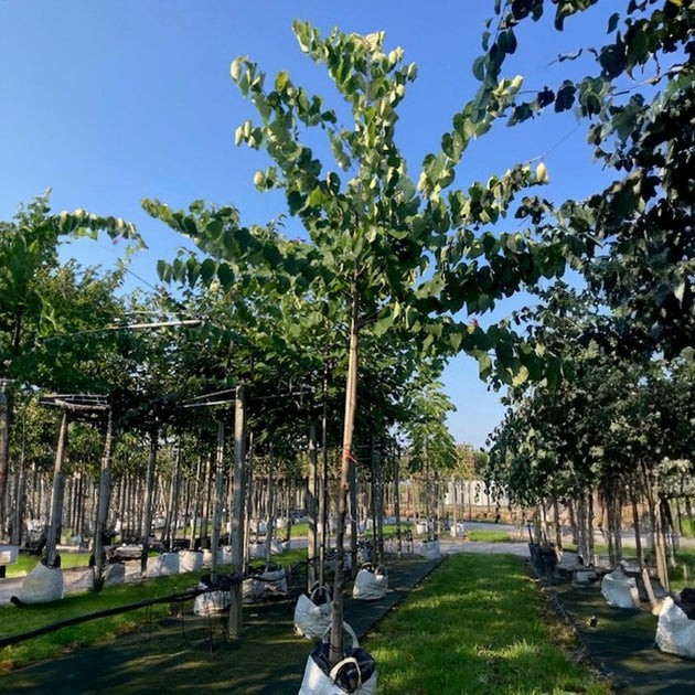 Cercis canadensis tree