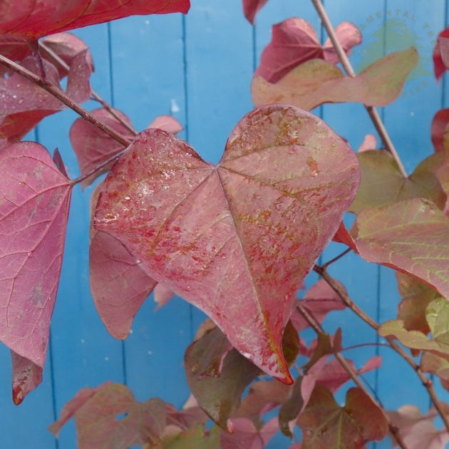 Cercis canadensis Red Force red & purple leaves