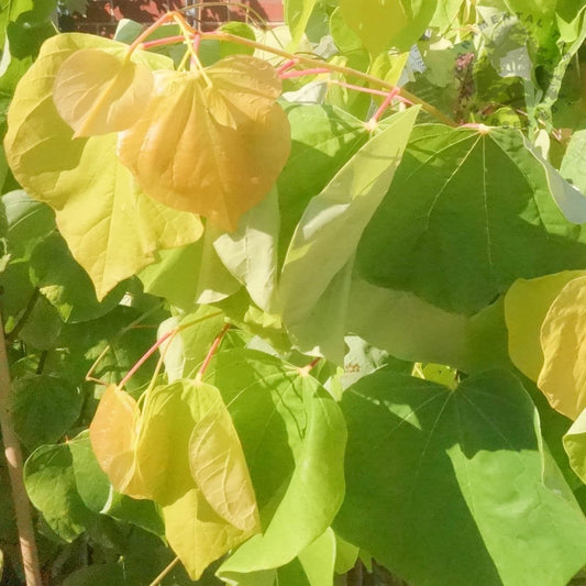 Cercis canadensis 'Rising Sun'