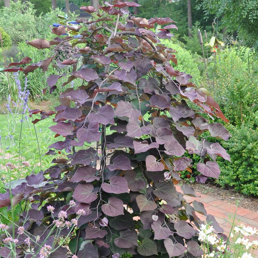 Cercis canadensis Ruby Falls