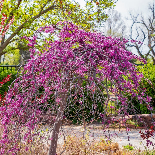 Cercis canadensis 'Traveller' Redbud