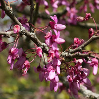 Cercis canadensis 'Traveller' pink flowers