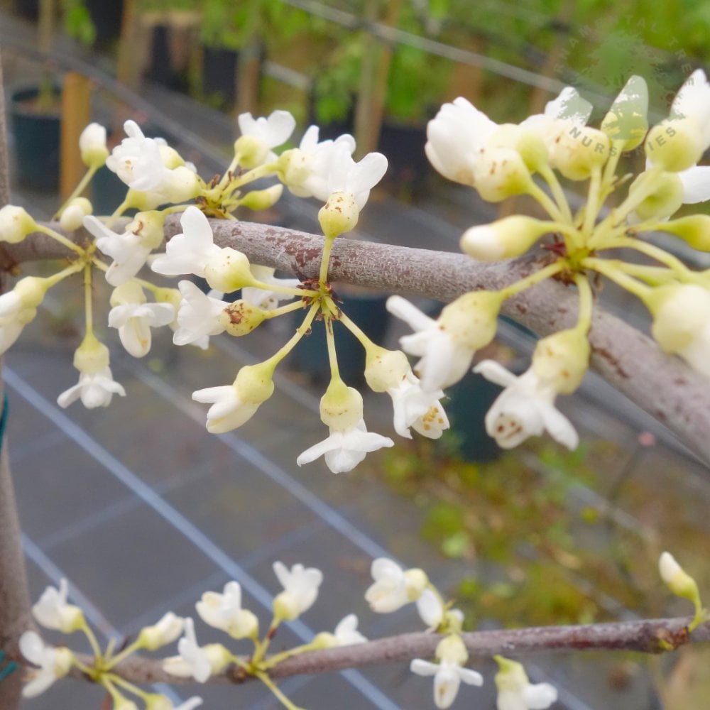 Cercis canadensis var. texensis 'Texas White' flowers