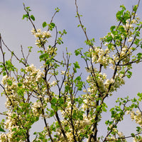 Cercis reniformis 'Texas White' tree