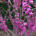 Cercis chinensis 'Avondale' Redbud