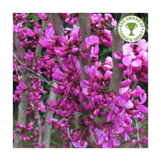 Cercis chinensis 'Avondale'