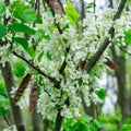 Cercis chinensis Shirobana