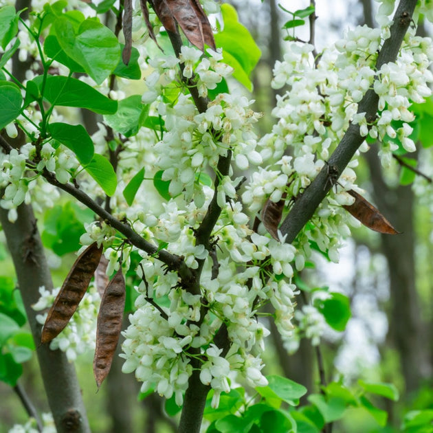 Cercis chinensis Shirobana