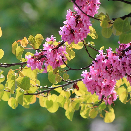 Cercis siliquastrum Judas tree