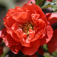 Red Flowers of Chaenomeles 'Mango Storm'