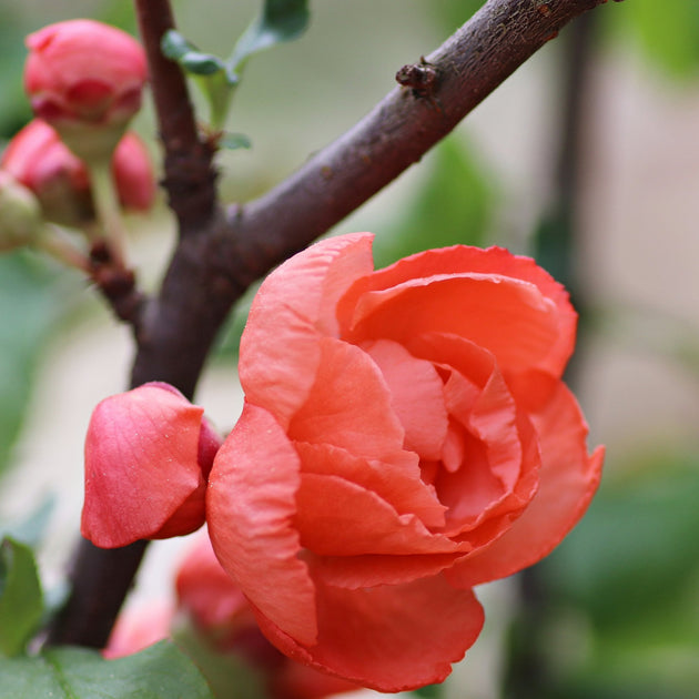 Red Flowers of Chaenomeles 'Mango Storm'