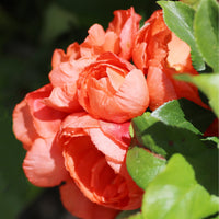 Red Flowers of Chaenomeles 'Mango Storm'