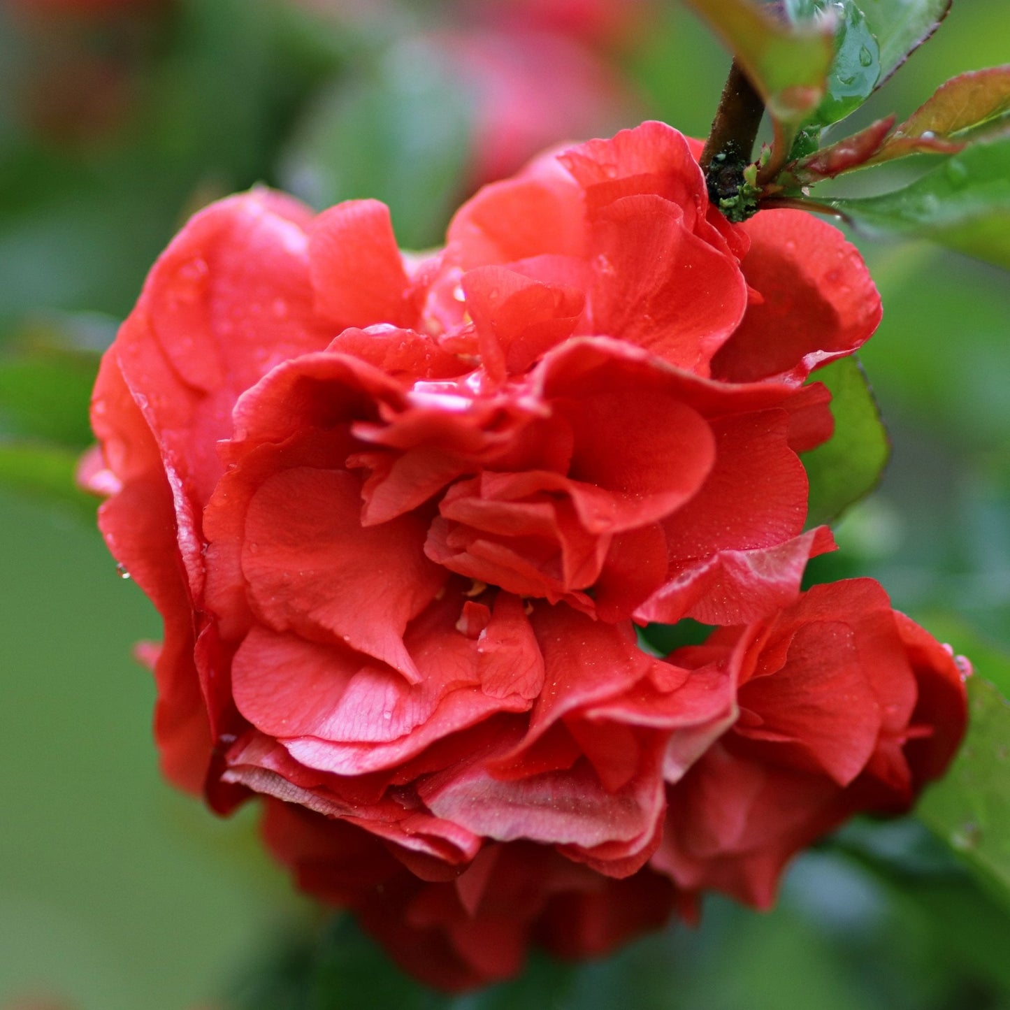 Chaenomeles speciosa 'Orange Storm'