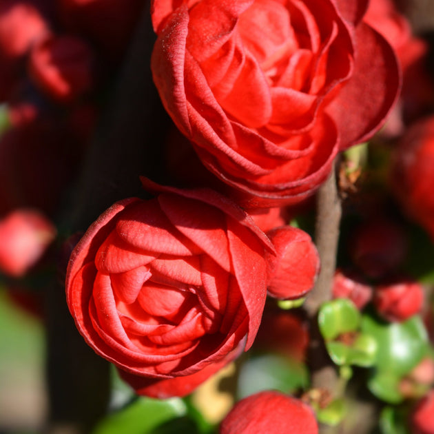 Chaenomeles speciosa 'Scarlet Storm' red quince flowers