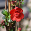 Chaenomeles speciosa 'Scarlet Storm'