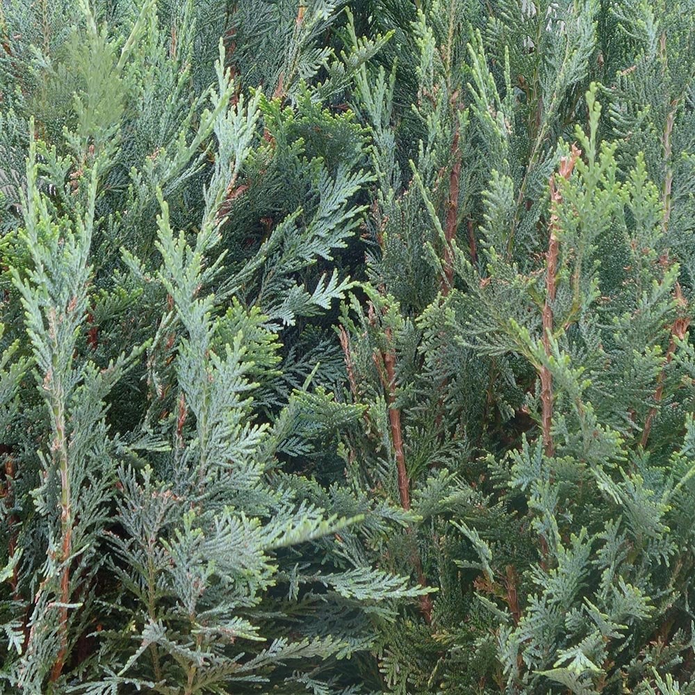 Blue foliage on Chamaecyparis lawsoniana 'Columnaris Glauca'