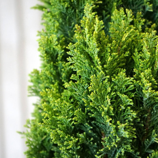 Chamaecyparis lawsoniana 'Ellwood's Gold' Lawson’s Cypress