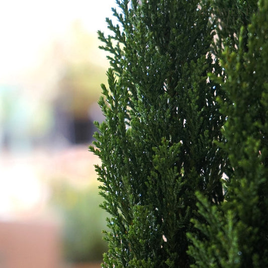 Chamaecyparis lawsoniana Ellwood's Pillar Cypress