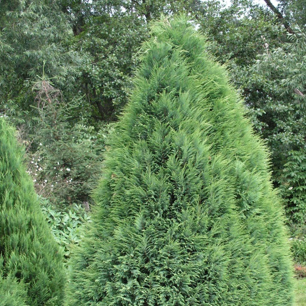 Chamaecyparis lawsoniana 'Pottenii' Lawson’s Cypress