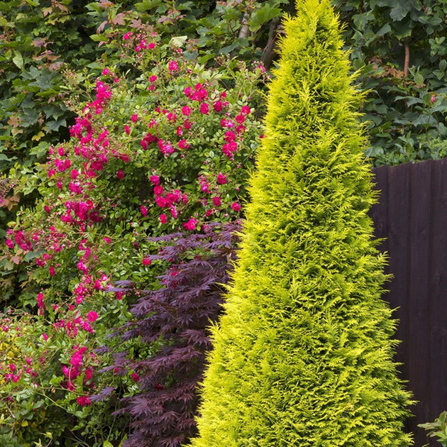 Chamaecyparis lawsoniana 'Stardust' Cypress