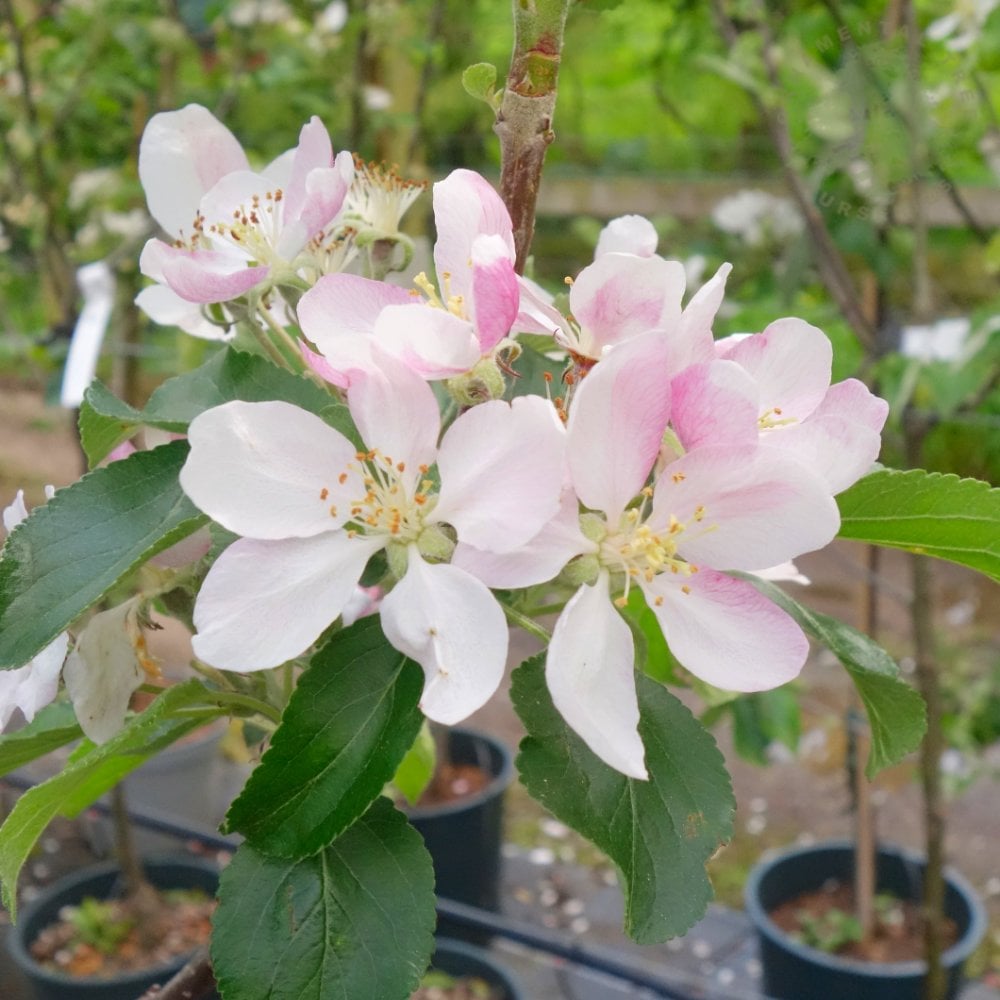 Charles Ross Apple Tree Blossom