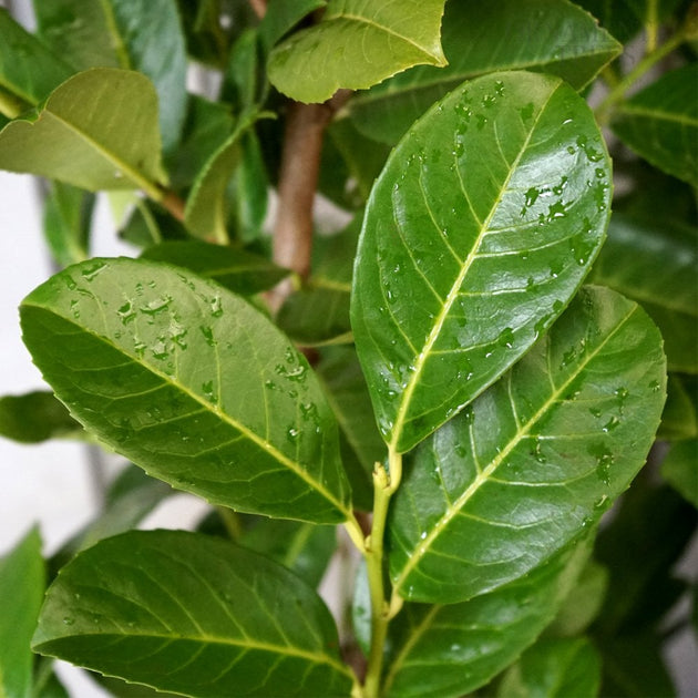 Prunus laurocerasus Cherry Laurel leaves