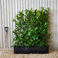 Cherry Laurel Instant hedging