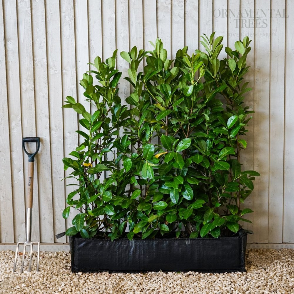 Cherry Laurel Instant hedging