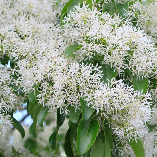 Chionanthus retusus