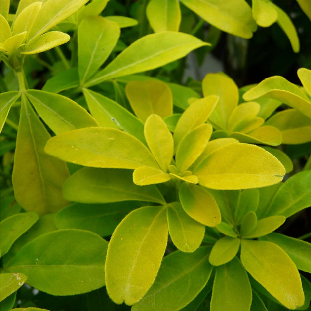 Choisya ternata 'Sundance' bush