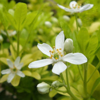 Choisya ternata 'Sundance' Orange Blossom shrub