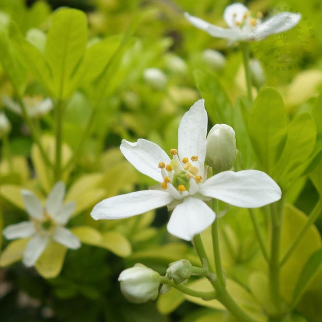 Choisya ternata 'Sundance' shrub