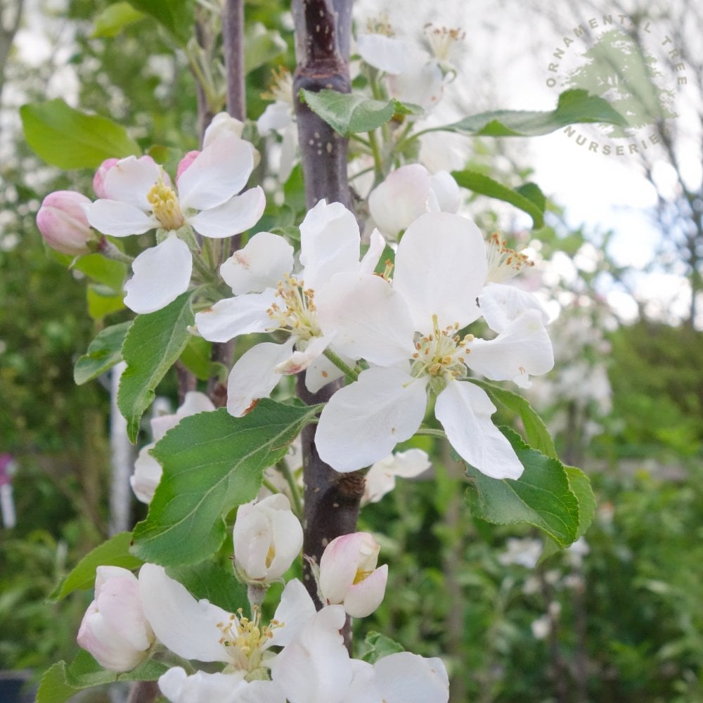 Christmas Pippin Apple tree blossom