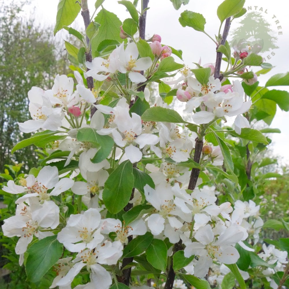 Christmas Pippin apple blossom