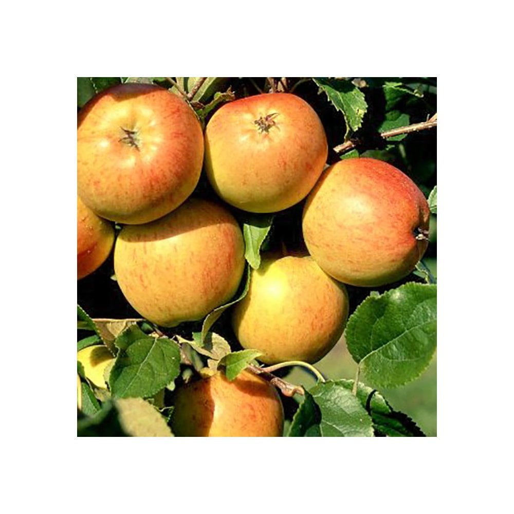 Christmas Pippin Apple Tree | Malus For Sale | Ornamental Trees