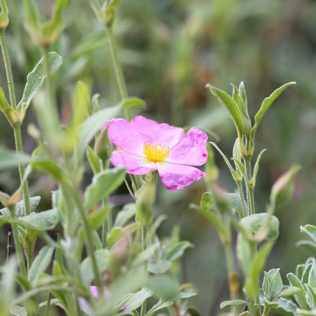 Cistus x argenteus 'Silver Pink' Rock Rose