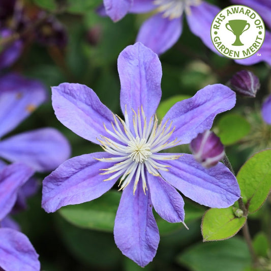 Clematis Arabella