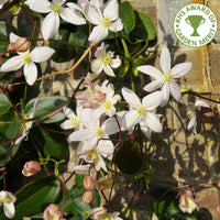 Clematis armandii Apple Blossom