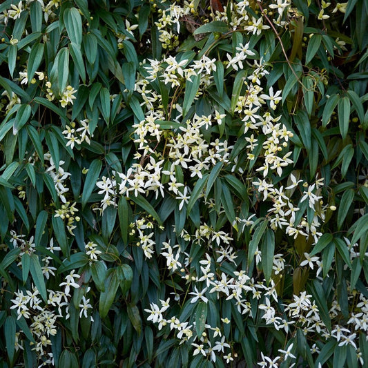 Clematis armandii