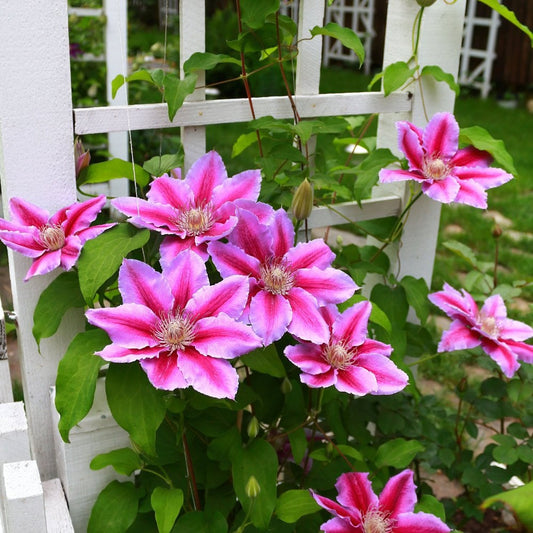 Clematis Doctor Ruppell