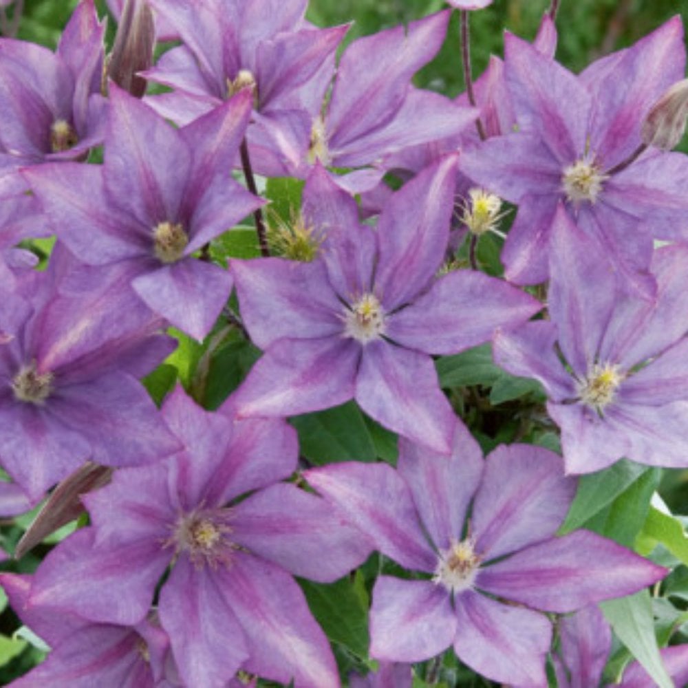 Clematis Dorothy Walton