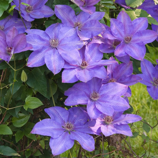 Clematis 'Elsa Spath'