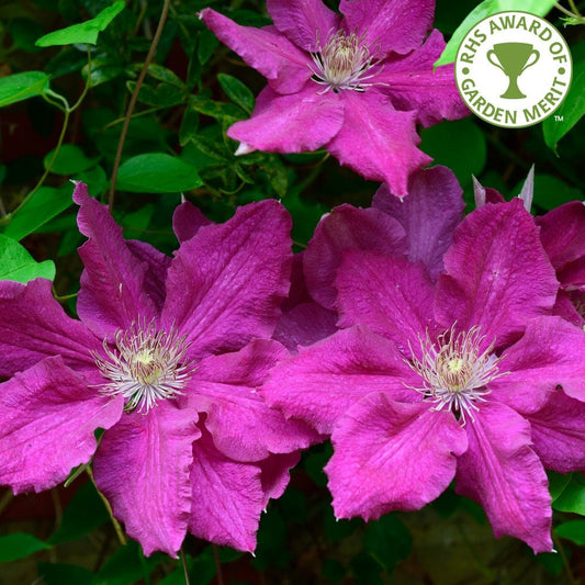 Clematis Ernest Markham