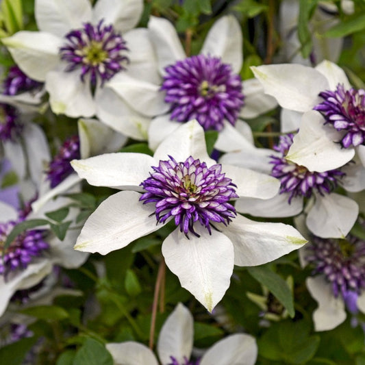 Clematis florida 'Sieboldii'