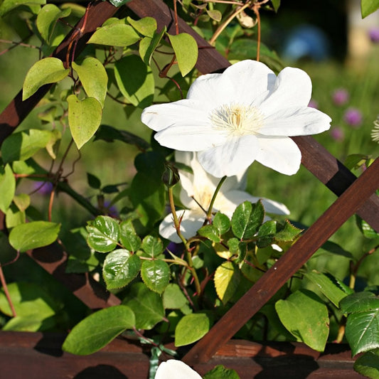 Clematis Guernsey Cream